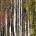 Aspens in the Fall