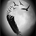 Birds of a Feather