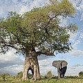 Serengeti Elephant