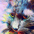 Cat of many Colors